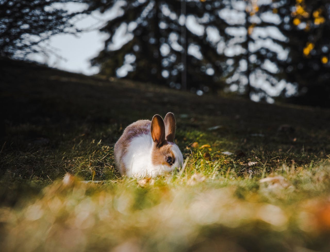 A rabbit is sitting in the grass in the middle of a field
