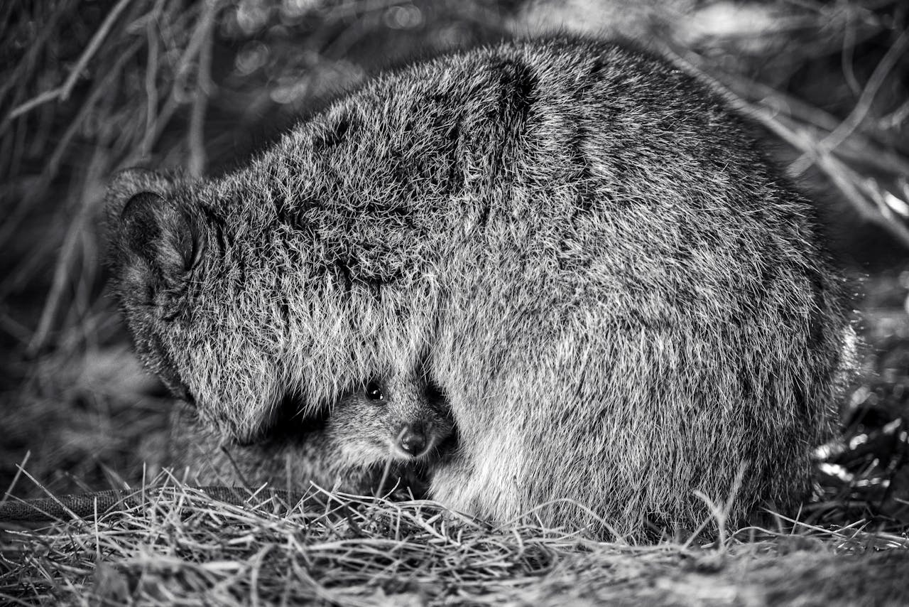 A black and white photo of a baby animal