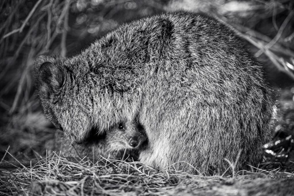 A black and white photo of a baby animal