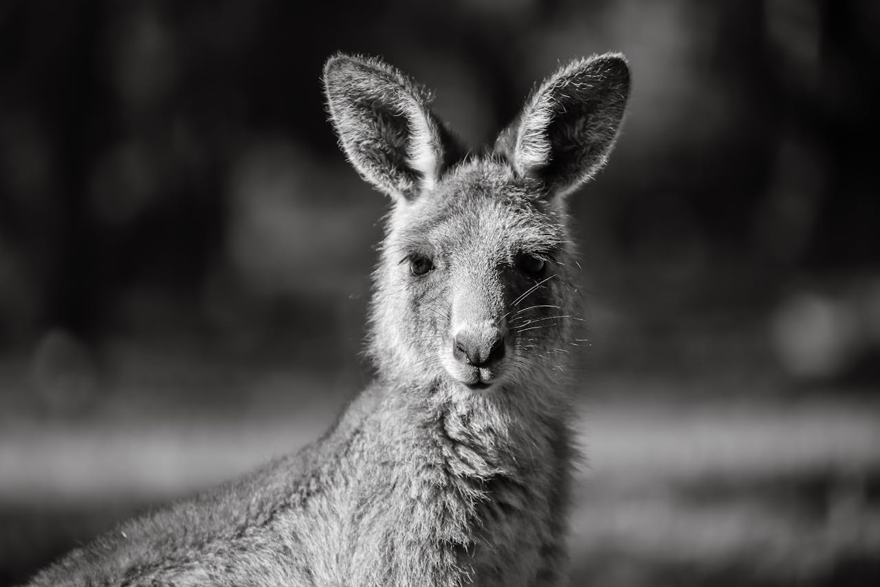 Black and white photo of a kangaroo