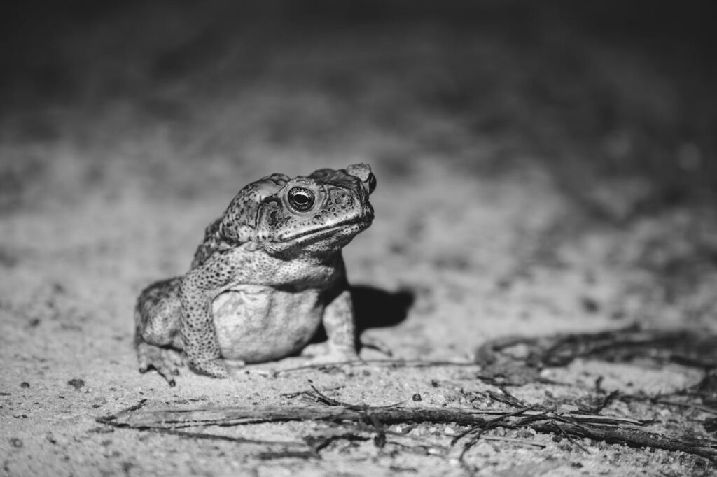 A black and white photo of a toad sitting on the ground